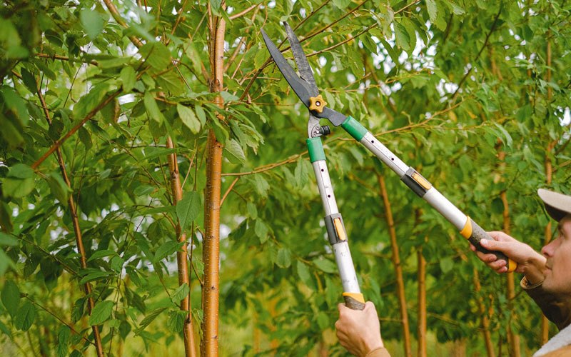 Tree trimming in Guilderland Center, NY